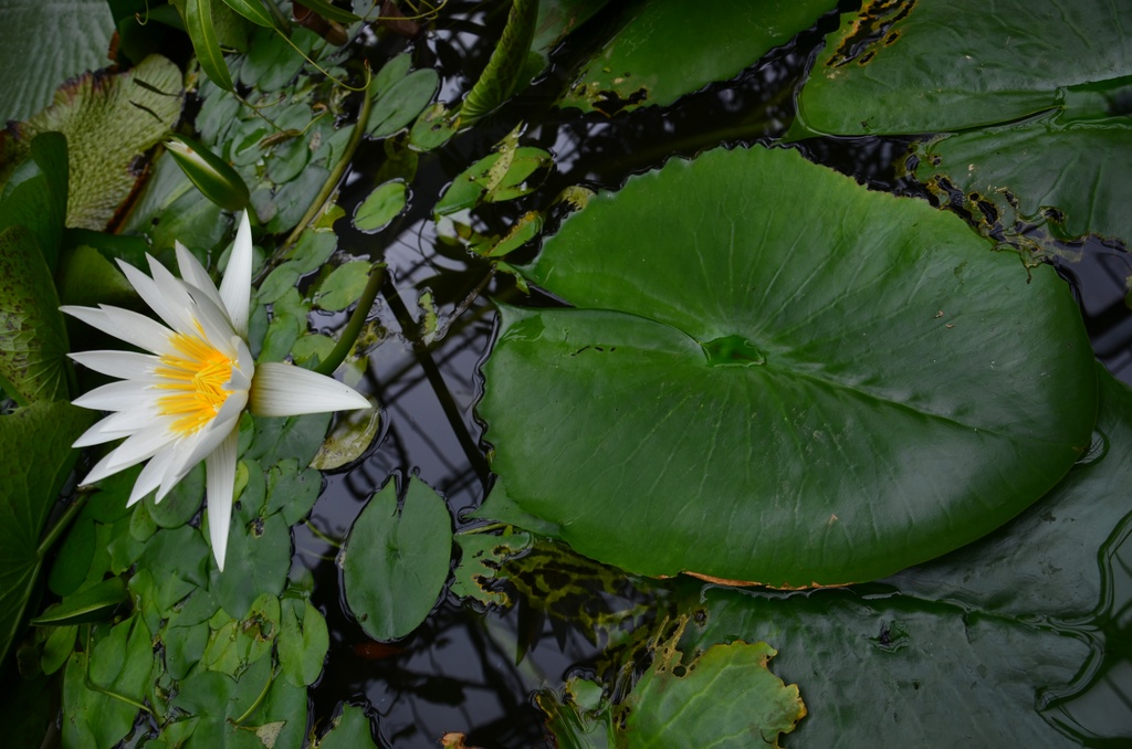 2017-03 New Zealand/Auckland Botanic Garden/DSC_0065.JPG